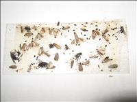 All Insect Traps 10 pk - image 3