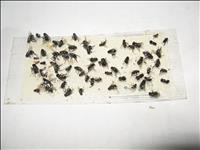 All Insect Traps 10 pk - image 2